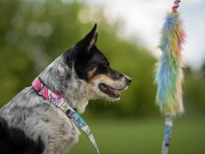 Rainbow Bungee agility leash Agility comic  Bungee agility leash with rainbow tug and collar section
