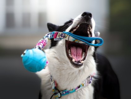 Chuckit! Rebounce Ball bungee Agility comic