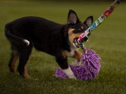 LONG squeaky mop bungee tug Agility comic  40 cm mop with 3 squeakers · bungee · 130 cm