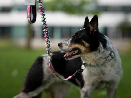 Bungee Hundeleine Agility Comic  Bungee-Hundeleine · 120 cm entspannt · 25 mm
