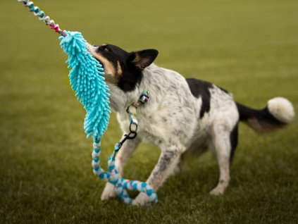 Braided leash with mop and bungee Agility comic