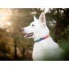 Sweet No. 1 dog collar  Original SweetEnergy design · 5 sizes · 24–51 cm