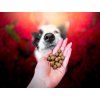Salmon & Arctic krill training treats  Fish training treats · approx. 12 mm · poultry-free