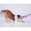 Agility vodítko Rainbow Bungee s amortizérem  S obojkovou částí a duhovou hračkou pro odměnu