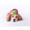 Szarpak bungee Chuckit! Erratic  Szarpak bungee z nieregularnie odbijającą się piłką Chuckit! Erratic · M