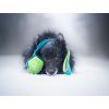 Chuckit! Erratic bungee tug toy  Bungee tug with unpredictable-bounce Chuckit! Erratic ball · size M