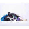 Mop + JW Hol-EE Bungee-Zergel  Bungee-Zergel aus Mikrofaser-Mop mit JW Hol-EE Ball
