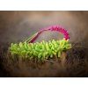 Mop Bungee Zergel  Bungee-Zergel aus Mikrofaser-Mop · 50 cm