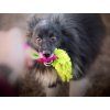 Mop Bungee dog tug  Microfiber mop bungee tug · 50 cm