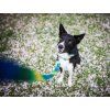 Dog Leash Sweet No. 2