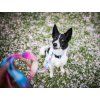 Dog Leash Sweet No. 3