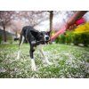 Udder Bungee Tug Toy