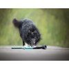 Udder Bungee Tug Toy