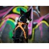 Freemotion Harness 5.0 na border kolii