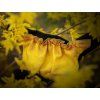 Leckerlibeutel Sweet Bumblebee  2 Taschen · handgefertigt · Gurt ca. 80–110 cm
