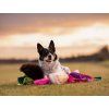 Ultra Super Motivations-Zergel  Schaf · Kaninchen · Mop · JW Hol-EE · Quietscher · Bungee