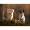 Training treats – insect protein with activated charcoal  12 mm training treats for sensitive dogs · gluten- and poultry-meat-free