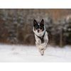 Non-stop dogwear Postroj Rush