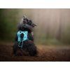 Non-stop dogwear Rush harness  Krótkie szelki zaprzęgowe dla aktywnych psów
