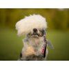 Sheepskin bungee tug Agility comic  Natural sheepskin tug with bungee · 54 cm