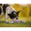 Rainbow Bungee tug Agility comic  Faux-fur motivational tug with bungee · 50 cm