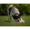 Rainbow Bungee tug Agility comic  Faux-fur motivational tug with bungee · 50 cm