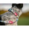 Rainbow Bungee agility leash Agility comic  Bungee agility leash with rainbow tug and collar section