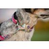 Rainbow Bungee agility leash Agility comic  Bungee agility leash with rainbow tug and collar section