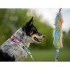 Rainbow Bungee agility leash Agility comic  Bungee agility leash with rainbow tug and collar section
