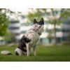 Agility comic martingale collar for dogs  Softshell-lined martingale collar · 25 mm