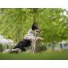 Agility comic martingale collar for dogs  Softshell-lined martingale collar · 25 mm
