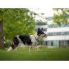 Agility comic martingale collar for dogs  Softshell-lined martingale collar · 25 mm