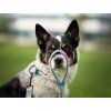 Classic Hundeleine Agility Comic  Klassische Hundeleine · 120 cm · Softshell-Griff
