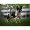 Bungee Hundeleine Agility Comic  Bungee-Hundeleine · 120 cm entspannt · 25 mm