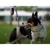 Bungee Agility comic dog leash  Bungee dog leash · 120 cm relaxed · 25 mm