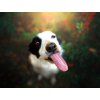 Rogy Erdnusspaste für Hunde mit Erdbeeren 300 g  Natürlicher Erdnuss-Snack mit Erdbeeren für Schleckmatten und Spielzeug