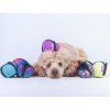 Puppingtons Pod – plniteľná motivačná hračka pre psov  Motivačná hračka na maškrty na tréning, agility a interaktívnu hru