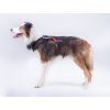 Non-stop dogwear Freemotion harness  Original adjustable pulling harness for canicross and bikejoring