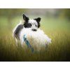 Sheepskin Ring bungee dog tug  Natural sheepskin ring tug with bungee · handmade