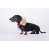 Schaffell Ring Bungee-Zergel für Hunde  Ring-Zergel aus echtem Schaffell mit Bungee · handgefertigt