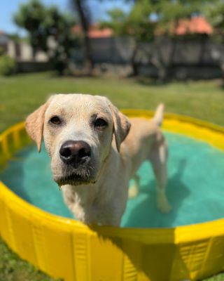 Miluje váš pes vodu? Dopřejte mu vlastní bazén! 🐶💦 MY DOG POOL je ideální pro osvěžení v horkých letních dnech! ☀️ ✔️...