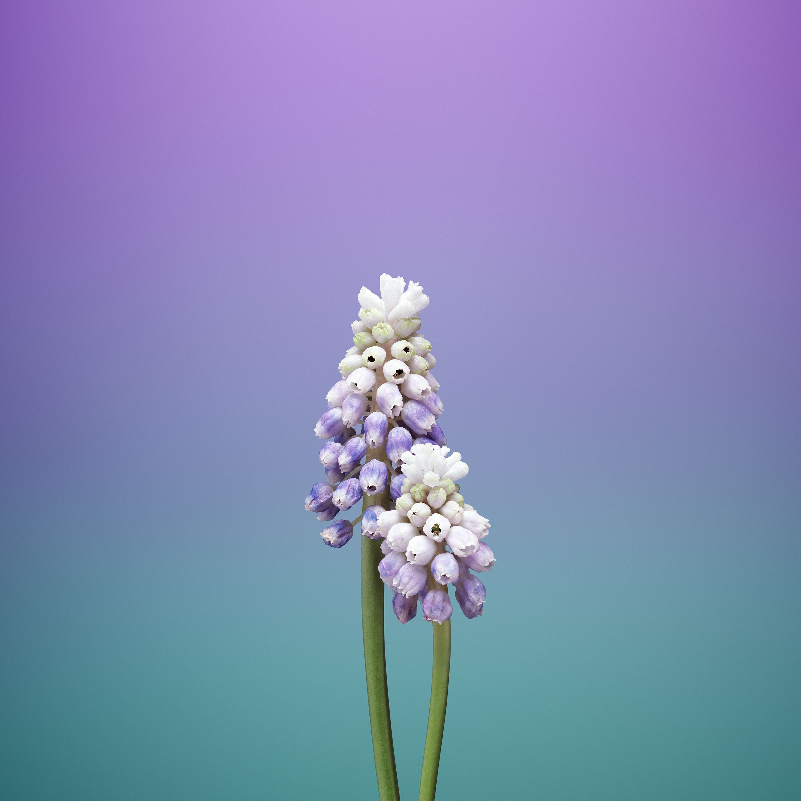 iPhone_wallpaper_flower