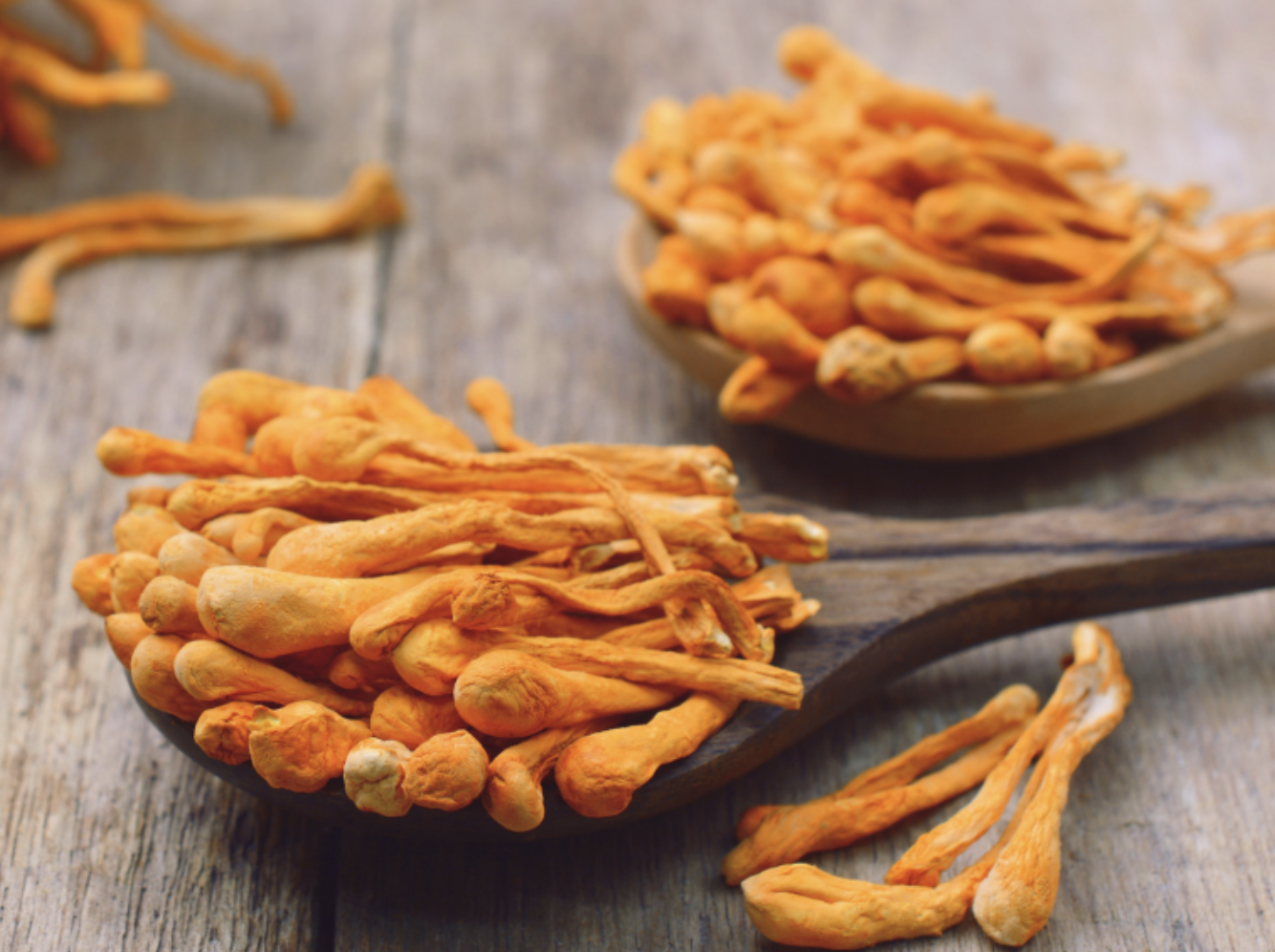 Cordyceps: houba životní vitality - část II.