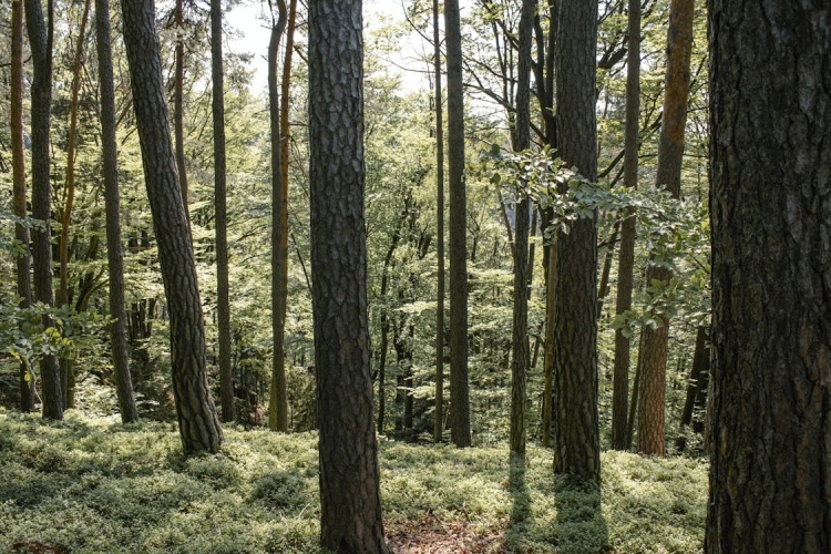 Psychická odolnost, ženské tělo a přírodní léčba