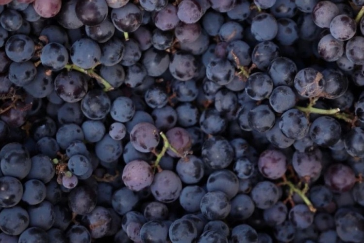 ResveraTrol stárnutí shledán vinným