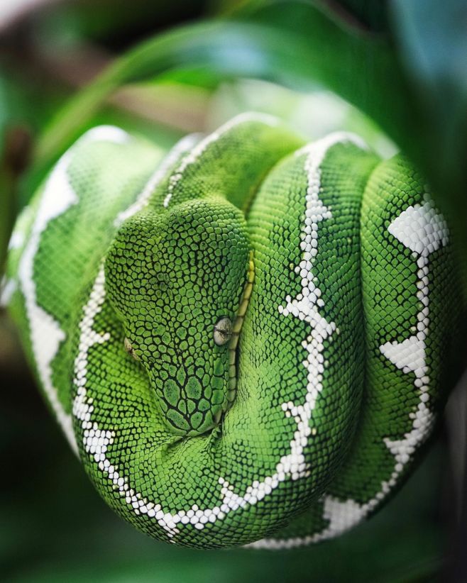 Možná právě teď přerůstáš něco, co ti ještě nedávno dokonale sedělo. 🐍 Z jaké „kůže“ právě vyrůstáš ty? Napiš nám do...