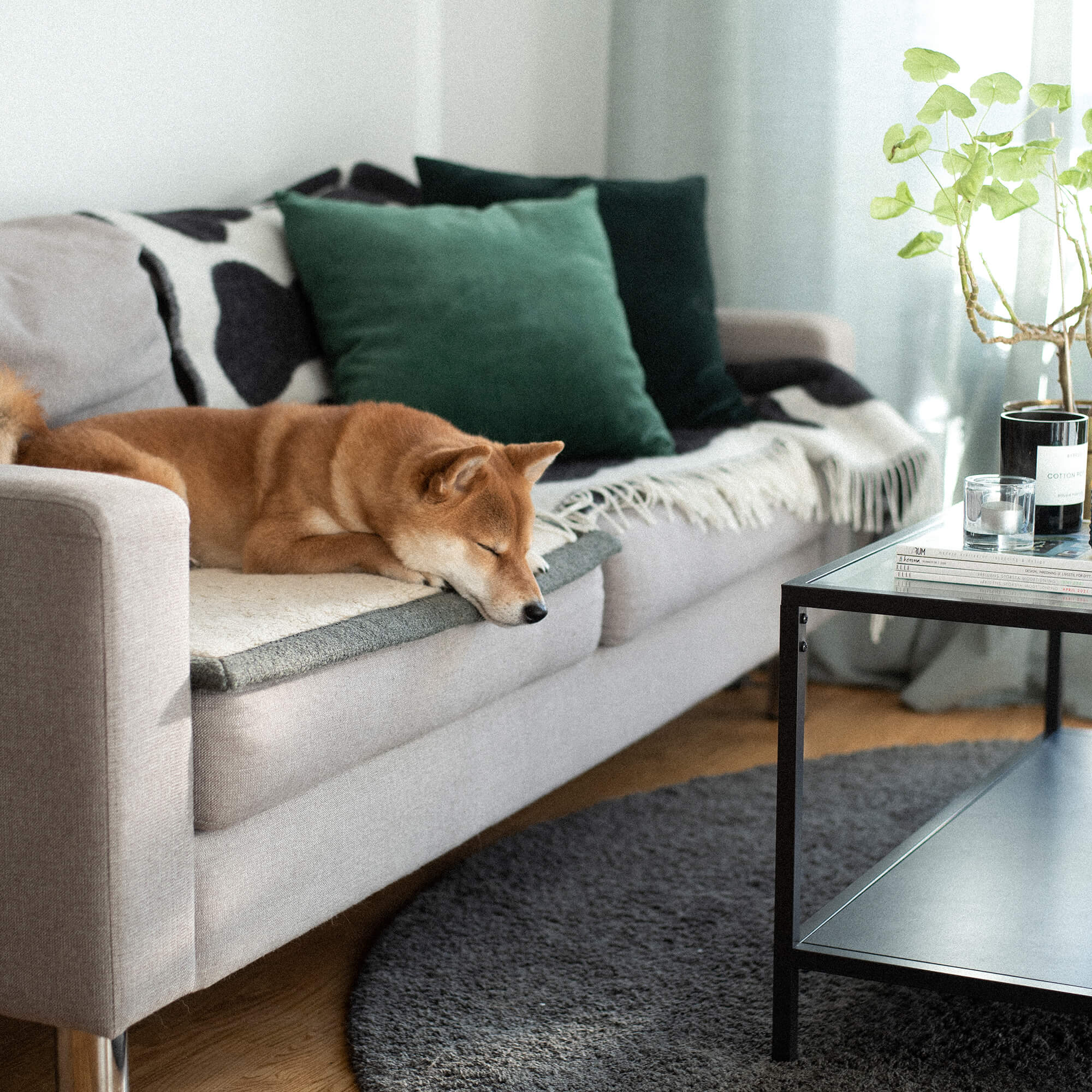 Designové doplňky pro psy, které přirozeně splynou s moderním interiérem