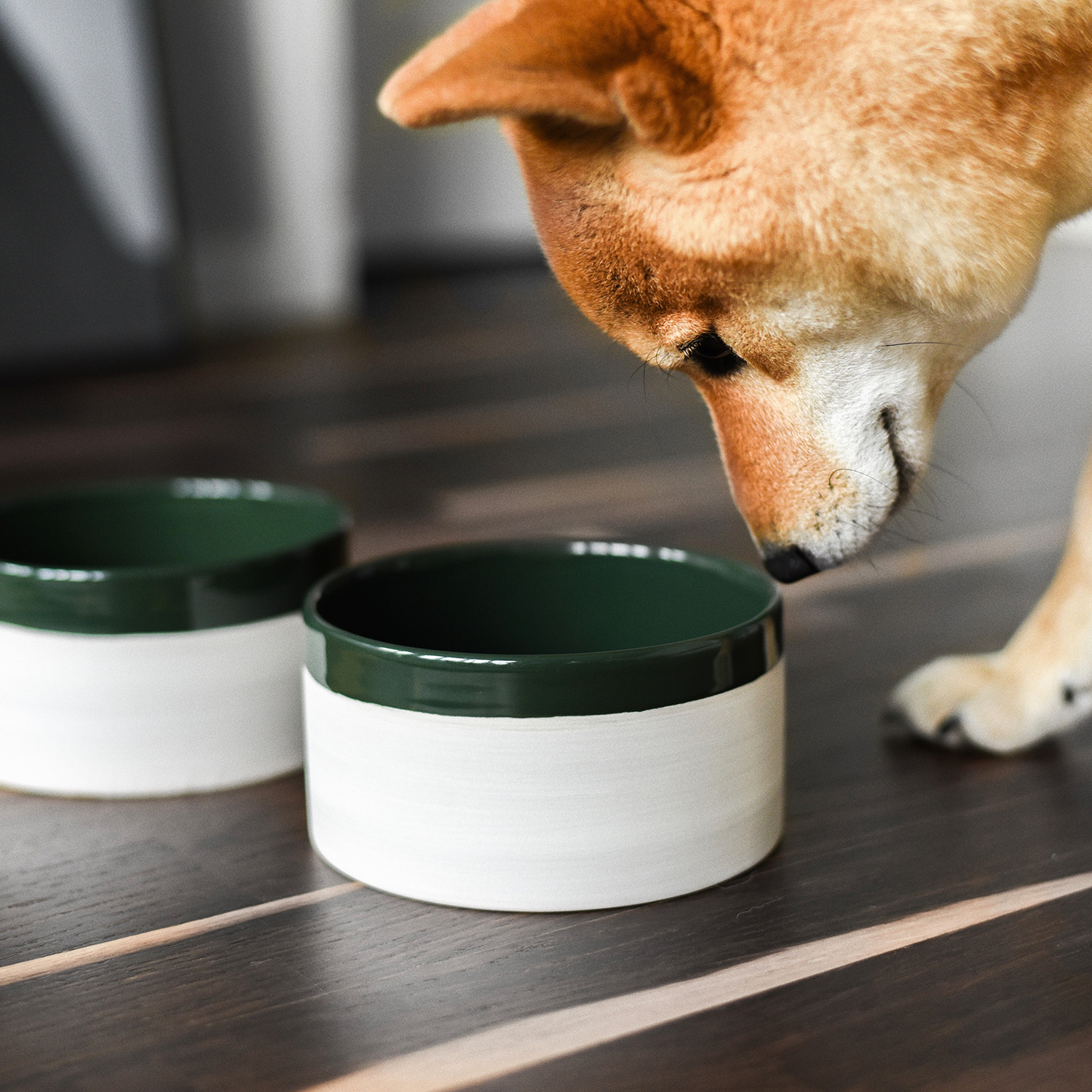 Dog friendly kanceláře: Jak vybavit psí koutek v práci?