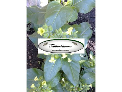 Tabák Sacred Wyandot - 100 semen