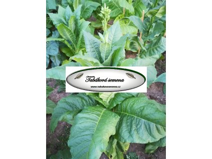 Tabák Maryland 609 - 100 semen